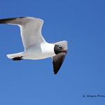 Laughing Gull (Leucophaeus atricilla)