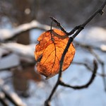 Winter dry leaf