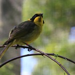 Helmeted Honeyeater