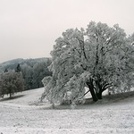 Oak near the "Palečkův" mill