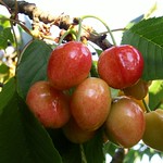 some more delicious cherries