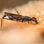 Stilt-legged fly in situ (3 shots)