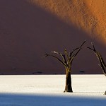 Namibia, obstinate trees