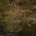 this morning - Pietzmoor (on explore)