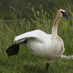 Tundra Swan