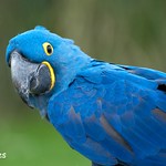 Whipsnade Zoo: The extremely endangered hyacinth macaw