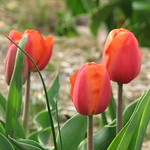 Christmas Orange Tulips