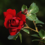 Beauty can be found everywhere