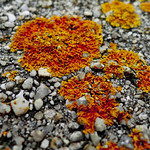 &copy; Magali Nouguier