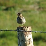 Meadow Pipit at St Fergus dunes