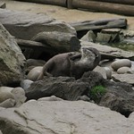 Otter