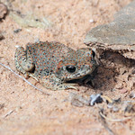 Red-spotted Toad
