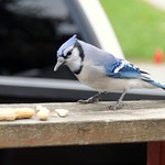 Blue Jay