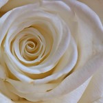 Ivory rose