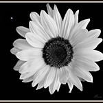 B/W Daisy