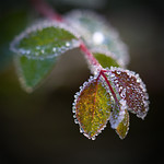 frozen leaves
