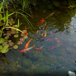 Koi Pond