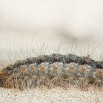 Processional Caterpillar