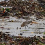 IMG_3885 1 Grand Gravelot -1 Tourne Pierre et 3 B&eacute;casseaux variables