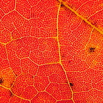 Fall in Bayfield - Maple leaf close-up
