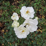 Flowers in the Memorial Gardens IMG_4548