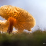 All is not what it appears: The Tale of the Slug damaged Mushroom