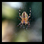 Garden Spider