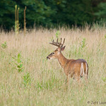 Whitetail 10 Point Buck