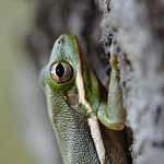 Green Tree Frog
