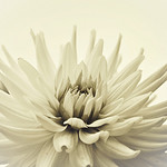 Inspired By Helena (Explore(d)