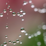 raindrops in web