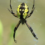 Black & Yellow Garden Spider
