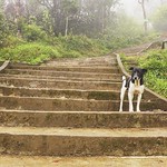 "Step by step" #natuur #naturelover #srilanka #travelgram #traveling #naturehippys #landscape_lovers #latergram #stairs #texture #exklusive_nature #exklusive_shots #all_shots #pro_ig #photooftheday #mistyfoggymilkymoody #foggy #foggymorning #master_shots