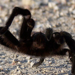 tarantula