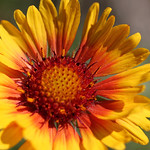 gaillardia