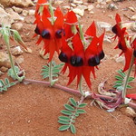 Fabaceae>Swainsona formosa Sturt's Desert Pea DSCF4492