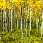 A nice piece of Aspen