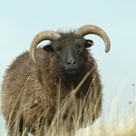 Hebridean sheep