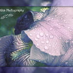 B1735 - Il est plus facile d'aimer l'humanit&eacute; en g&eacute;n&eacute;ral que d'aimer son voisin. It is easier to love humanity in general than to love his neighbor.