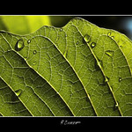 Feel my veins.........