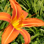 Day-lily (Hemerocallis fulva)