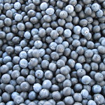 Blueberries