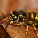 Wasp