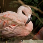 Caribbean Flamingo