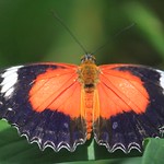 Red Lacewing