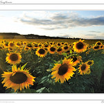 La Limagne Puy de D&ocirc;me