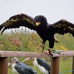 Batty the Bateluer Eagle