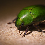 Beetle