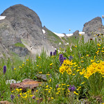 Colorado Wildflowers