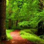 Dancing leaves and whispering grass.